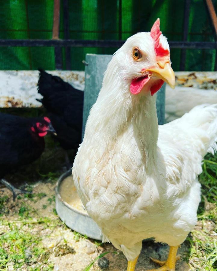 Finca Martina Apartman Casarabonela Kültér fotó